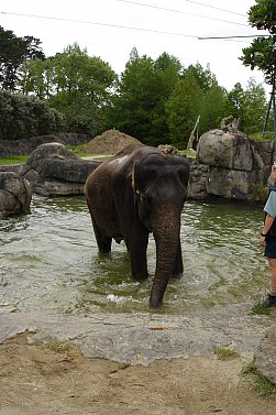 Elephant Polo in Thailand: Days of the Raj remembered (2006)